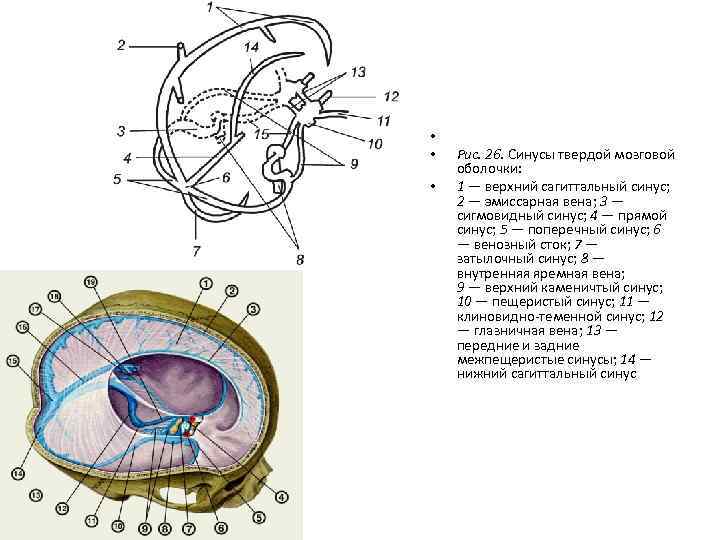  • • • Рис. 26. Синусы твердой мозговой оболочки: 1 — верхний сагиттальный