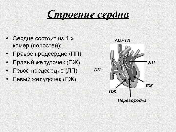 Строение сердца • Сердце состоит из 4 х камер (полостей): • Правое предсердие (ПП)