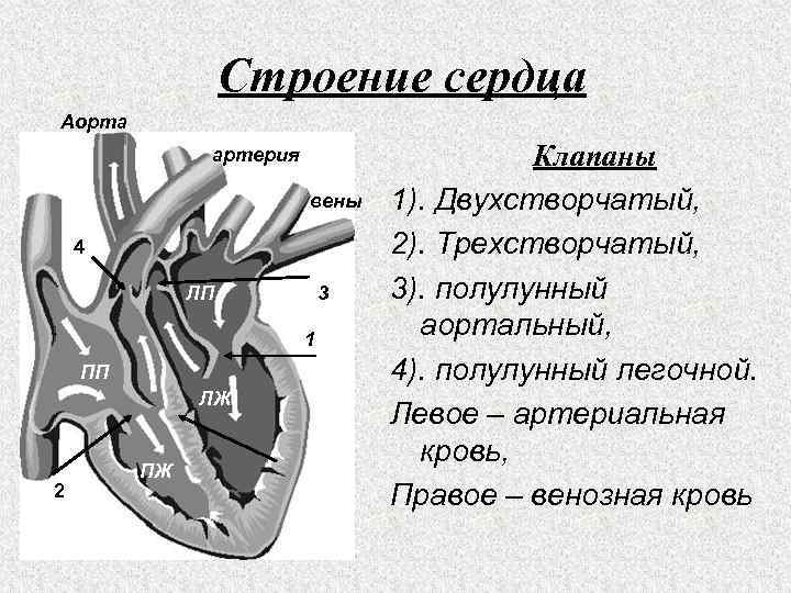 Строение сердца Аорта артерия вены 4 ЛП 3 1 ПП ЛЖ 2 ПЖ Клапаны