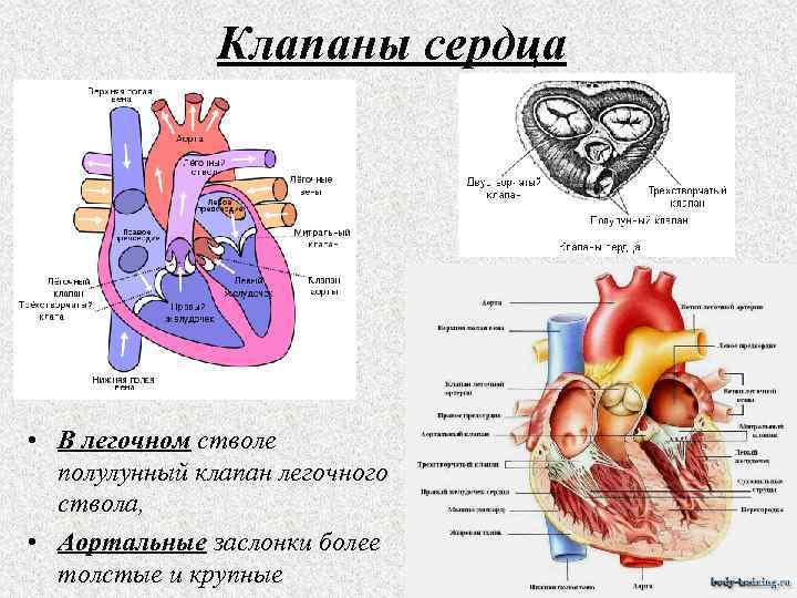 Клапаны сердца • В легочном стволе полулунный клапан легочного ствола, • Аортальные заслонки более