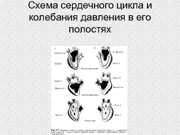 Рассмотрите схему сердечного цикла на рисунках 1 3