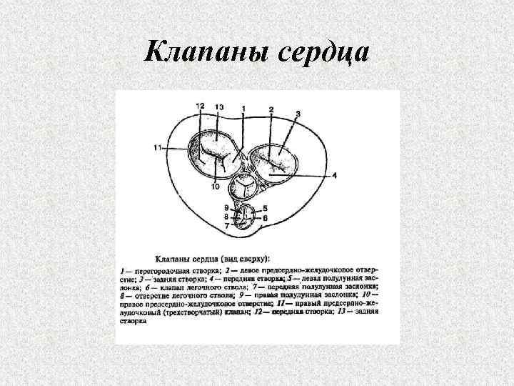 Клапаны сердца 