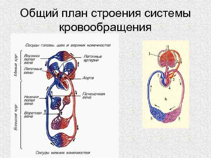 Схема органов кровообращения