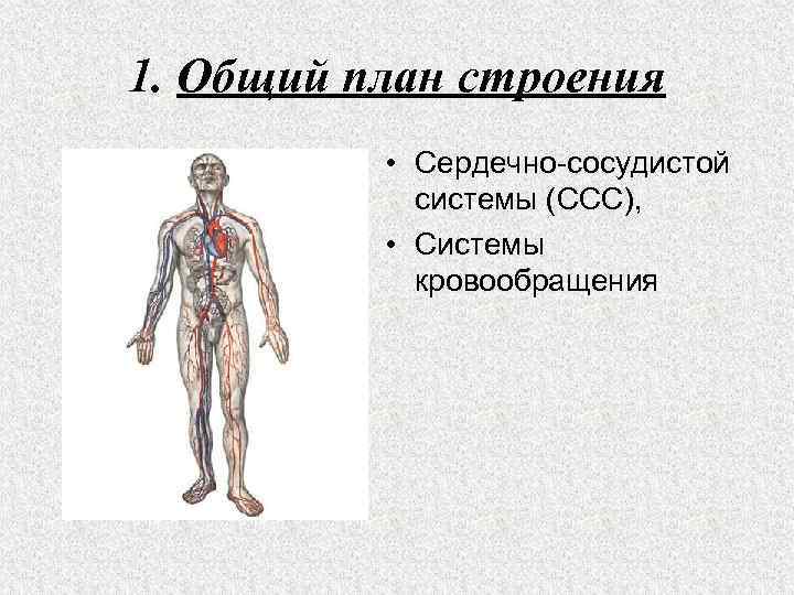 1. Общий план строения • Сердечно сосудистой системы (ССС), • Системы кровообращения 