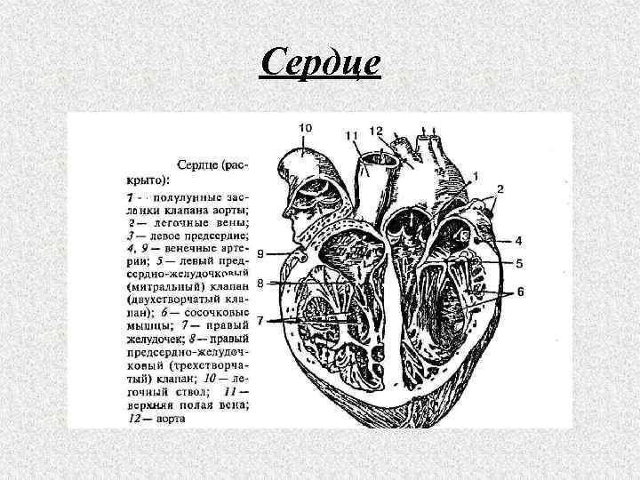 Рисунок клапанный аппарат сердца