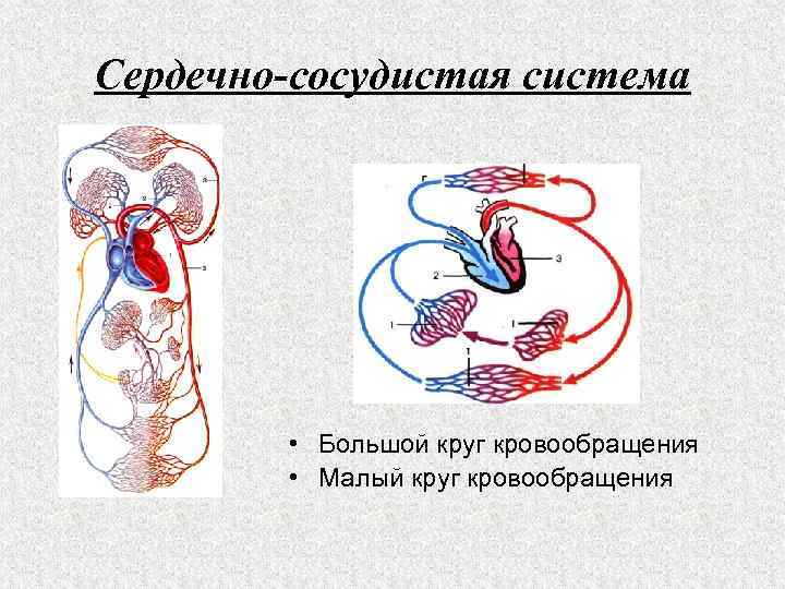 Сердечно-сосудистая система • Большой круг кровообращения • Малый круг кровообращения 