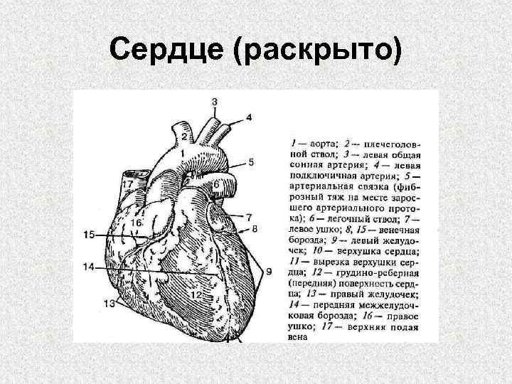 Борозды сердца анатомия картинки