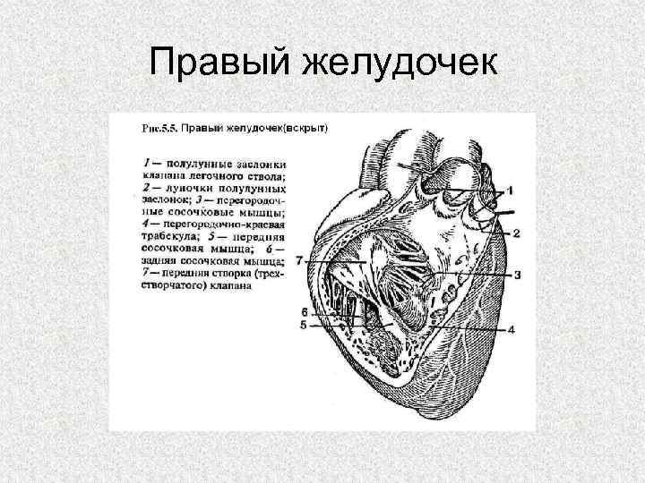 Правом желудочке