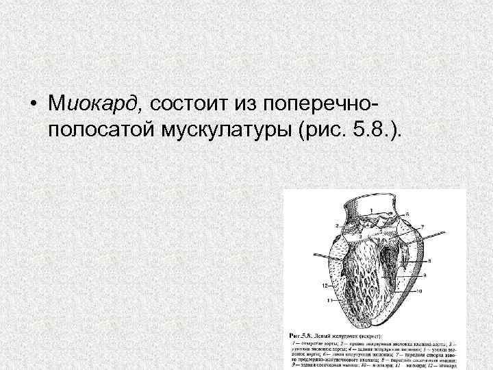  • Миокард, состоит из поперечно полосатой мускулатуры (рис. 5. 8. ). 