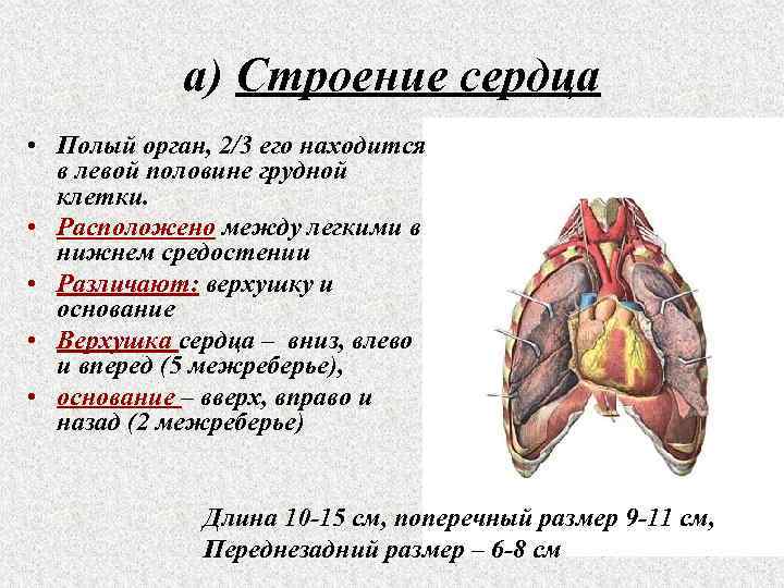 Между легкими