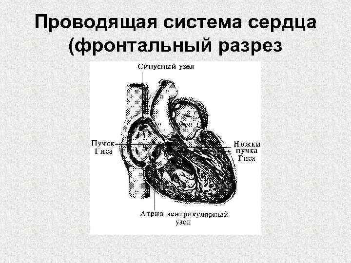 Проводящая система сердца (фронтальный разрез 