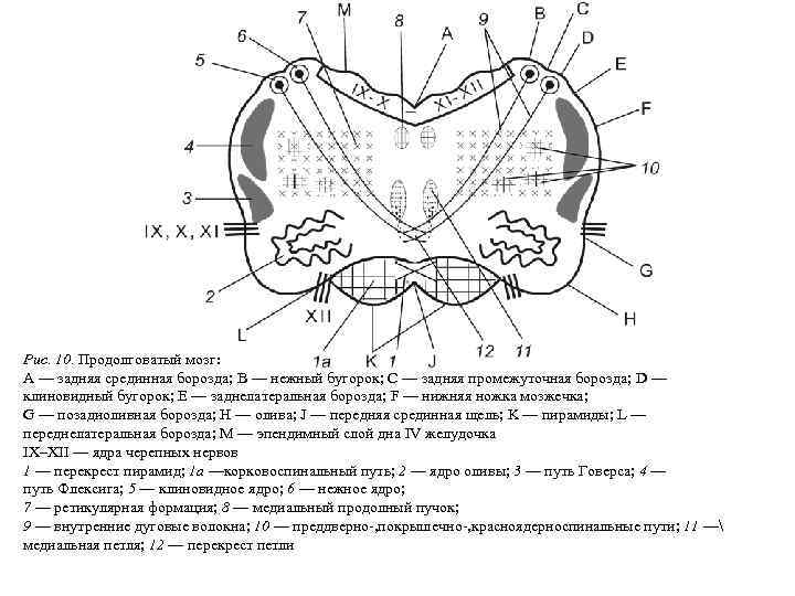 Продолговатый мозг рисунок