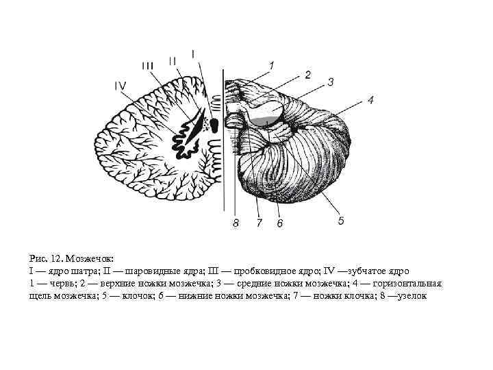 Рис. 12. Мозжечок: I — ядро шатра; II — шаровидные ядра; III — пробковидное