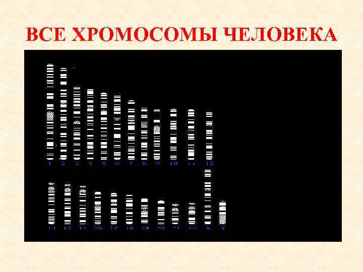 Сколько хромосом в геноме человека майнкрафт