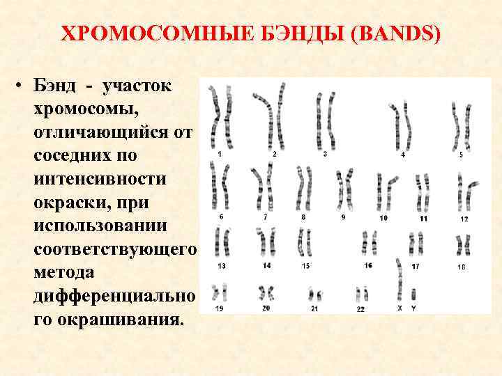 ХРОМОСОМНЫЕ БЭНДЫ (BANDS) • Бэнд - участок хромосомы, отличающийся от соседних по интенсивности окраски,