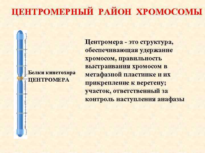 ЦЕНТРОМЕРНЫЙ РАЙОН ХРОМОСОМЫ Белки кинетохора ЦЕНТРОМЕРА Центромера - это структура, обеспечивающая удержание хромосом, правильность