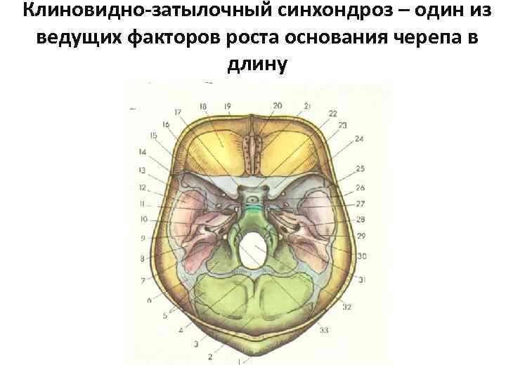 Клиновидно-затылочный синхондроз – один из ведущих факторов роста основания черепа в длину 