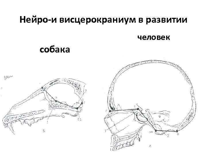 Нейро-и висцерокраниум в развитии человек собака 