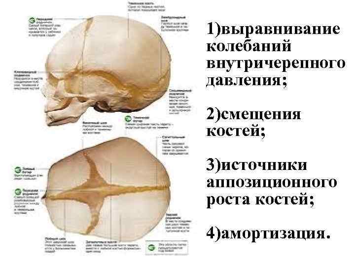 1)выравнивание колебаний внутричерепного давления; 2)смещения костей; 3)источники аппозиционного роста костей; 4)амортизация. 