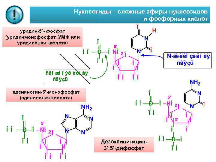 Нуклеотиды – сложные эфиры нуклеозидов и фосфорных кислот уридин-5’- фосфат (уридинмонофосфат, УМФ или уридиловая