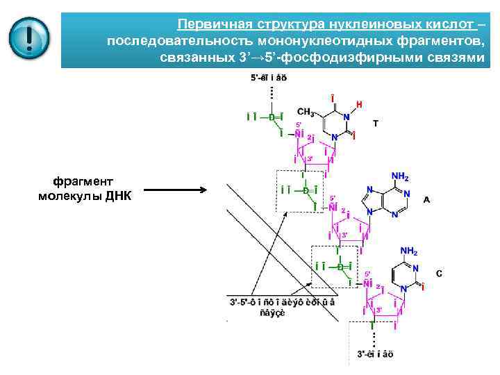 Первичная структура нуклеиновых кислот – последовательность мононуклеотидных фрагментов, связанных 3’→ 5’-фосфодиэфирными связями фрагмент молекулы