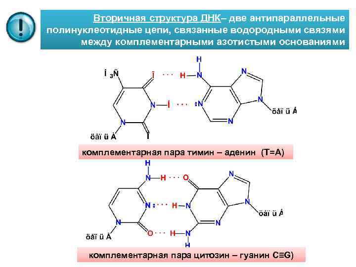 Аденин формула структурная фото