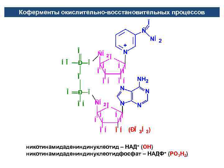 Коферменты окислительно-восстановительных процессов никотинамидадениндинуклеотид – НАД+ (ОН) никотинамидадениндинуклеотидфосфат – НАДФ+ (РО 3 Н 2)