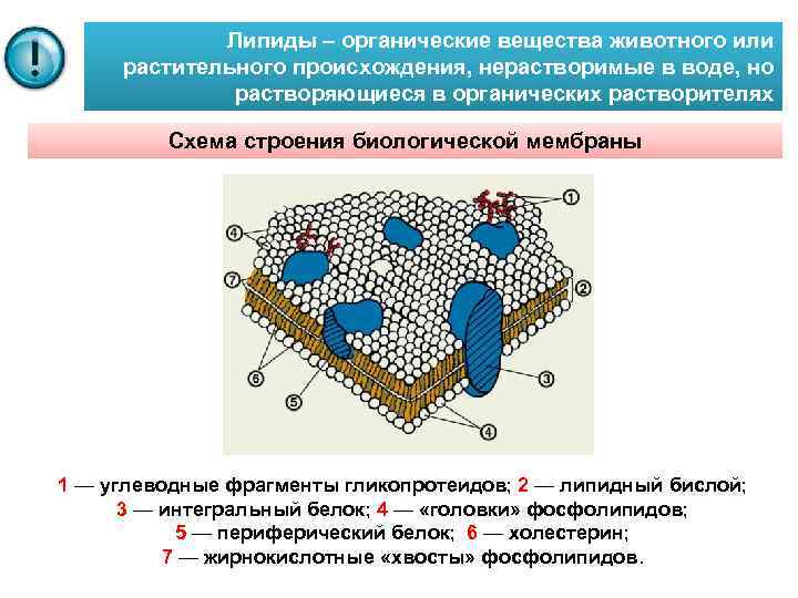 Каким номером на рисунке обозначена структура обеспечивающая межклеточное взаимодействие