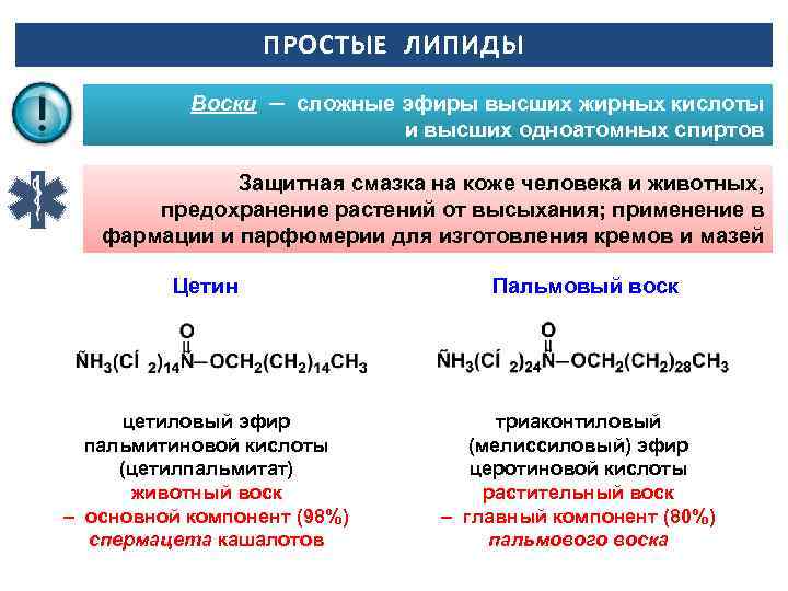 ПРОСТЫЕ ЛИПИДЫ Воски ─ сложные эфиры высших жирных кислоты и высших одноатомных спиртов Защитная