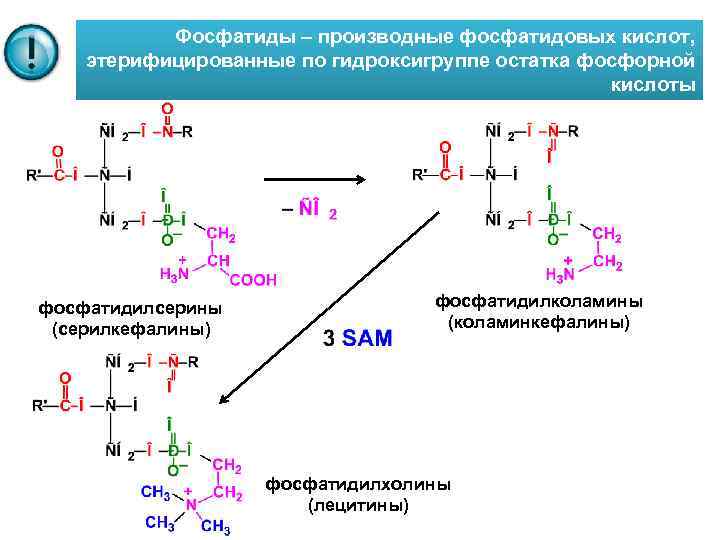 Фосфатиды – производные фосфатидовых кислот, этерифицированные по гидроксигруппе остатка фосфорной кислоты фосфатидилсерины (серилкефалины) фосфатидилколамины
