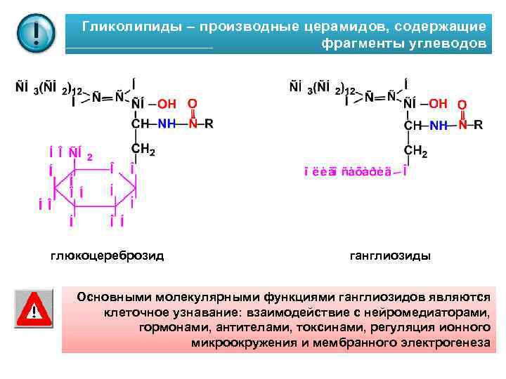 Гликолипиды – производные церамидов, содержащие фрагменты углеводов глюкоцереброзид ганглиозиды Основными молекулярными функциями ганглиозидов являются