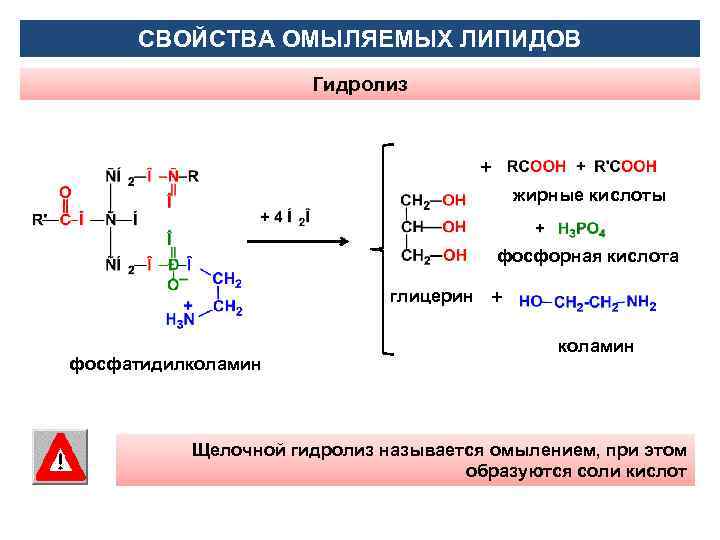 СВОЙСТВА ОМЫЛЯЕМЫХ ЛИПИДОВ Гидролиз + жирные кислоты фосфорная кислота глицерин + фосфатидилколамин Щелочной гидролиз
