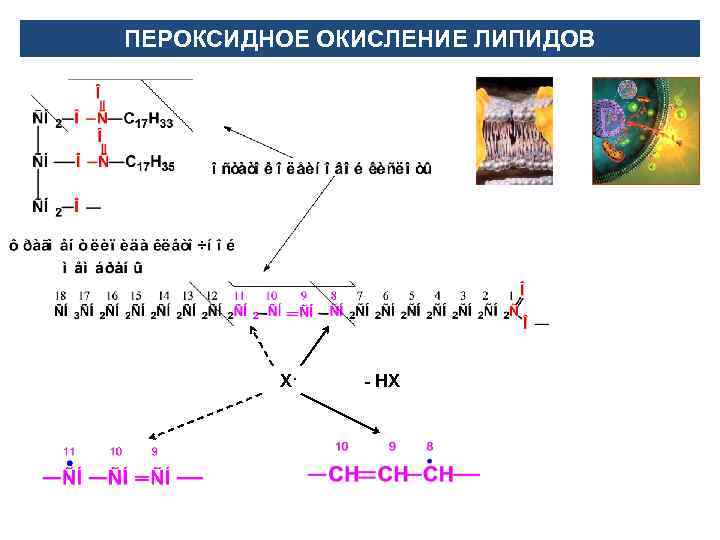 ПЕРОКСИДНОЕ ОКИСЛЕНИЕ ЛИПИДОВ Х· - НХ 