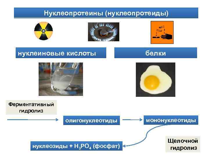 Нуклеопротеины (нуклеопротеиды) нуклеиновые кислоты белки Ферментативный гидролиз олигонуклеотиды нуклеозиды + Н 3 РО 4