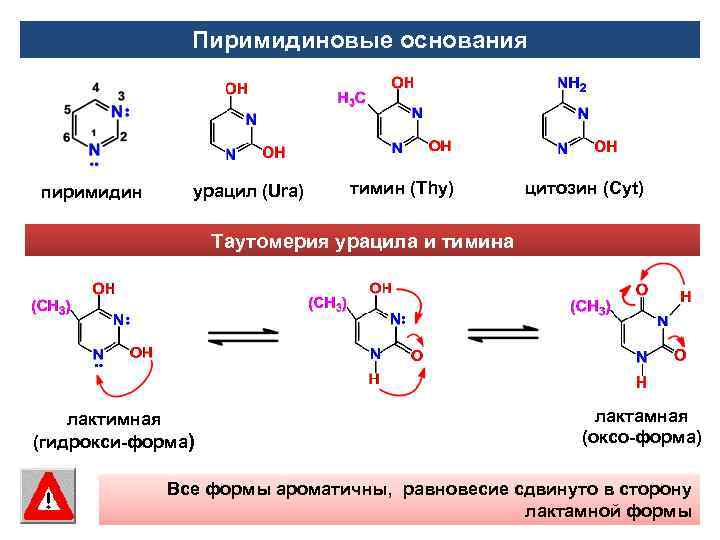 Пиримидиновые основания