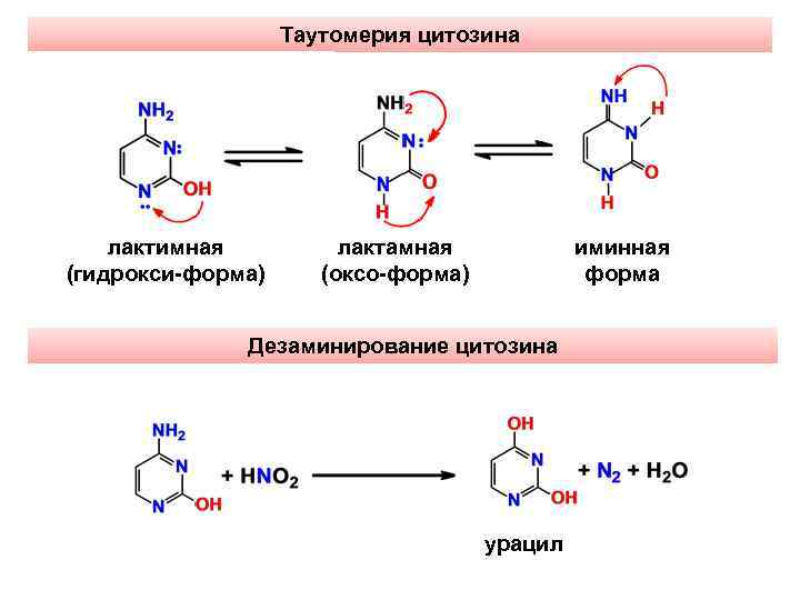 Таутомерия цитозина лактимная (гидрокси-форма) лактамная (оксо-форма) иминная форма Дезаминирование цитозина урацил 