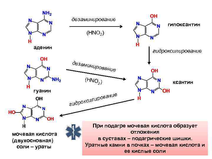 Процент гуанина в днк. Аденин гипоксантин ксантин мочевая кислота. Дезаминирование азотистых оснований. Гипоксантин ксантин мочевая кислота реакция. Дезаминирование гуанина.