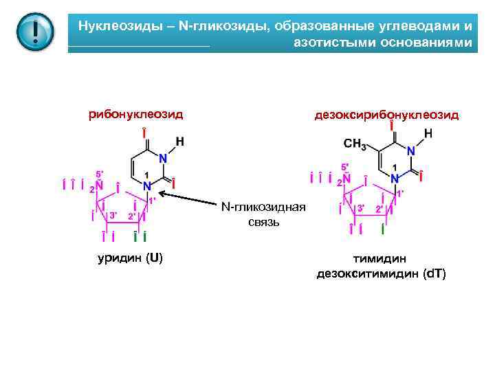 Нуклеозиды – N-гликозиды, образованные углеводами и азотистыми основаниями рибонуклеозид дезоксирибонуклеозид N-гликозидная связь уридин (U)