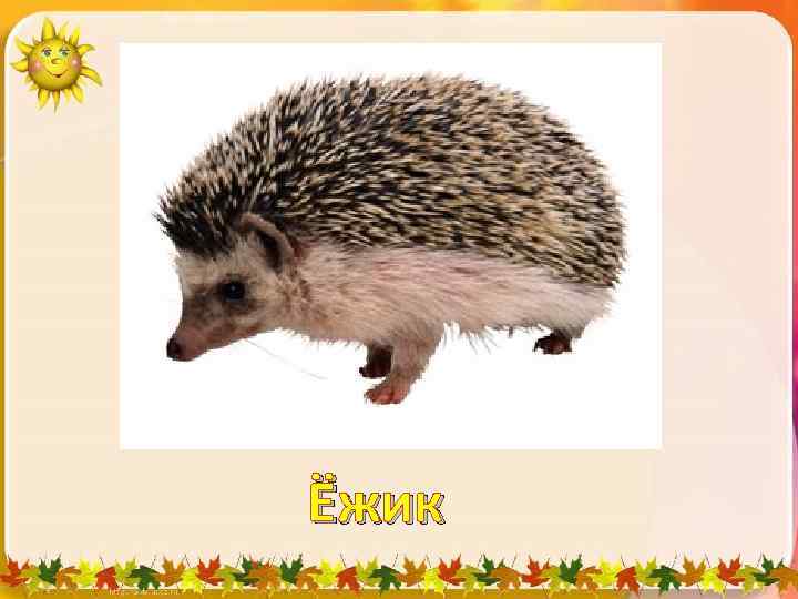 Отгадай загадку. Сердитый недотрога. Живёт в глуши лесной. Иголок очень много, И нитки –