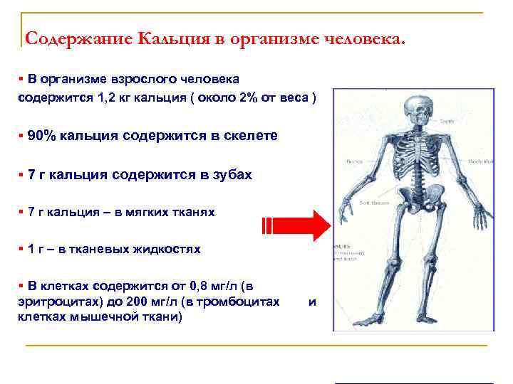 Содержание Кальция в организме человека. § В организме взрослого человека содержится 1, 2 кг