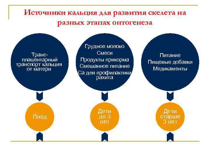 Источники кальция для развития скелета на разных этапах онтогенеза Трансплацентарный транспорт кальция от матери