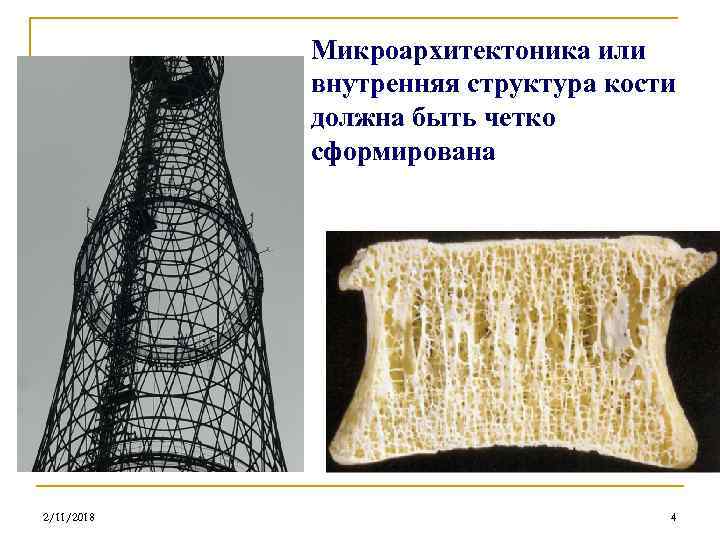 Микроархитектоника или внутренняя структура кости должна быть четко сформирована 2/11/2018 4 