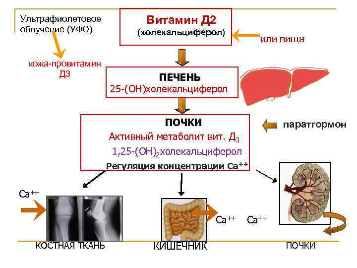 Ультрафиолетовое облучение (УФО) кожа-провитамин Д 3 Витамин Д 2 (холекальциферол) или пища ПЕЧЕНЬ 25