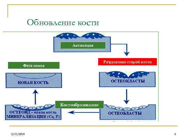 Обновление кости Активация Разрушение старой кости Фаза покоя ОСТЕОКЛАСТЫ НОВАЯ КОСТЬ Костеобразование ОСТЕОИД -