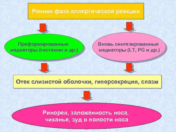 Ранняя фаза аллергической реакции Преформированные медиаторы (гистамин и др. ) Вновь синтезированные медиаторы (LT,