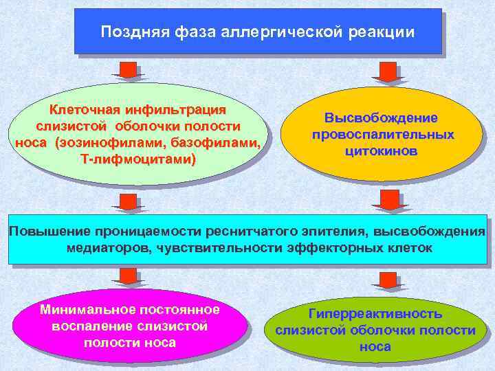 Поздняя фаза аллергической реакции Клеточная инфильтрация слизистой оболочки полости носа (эозинофилами, базофилами, Т-лифмоцитами) Высвобождение