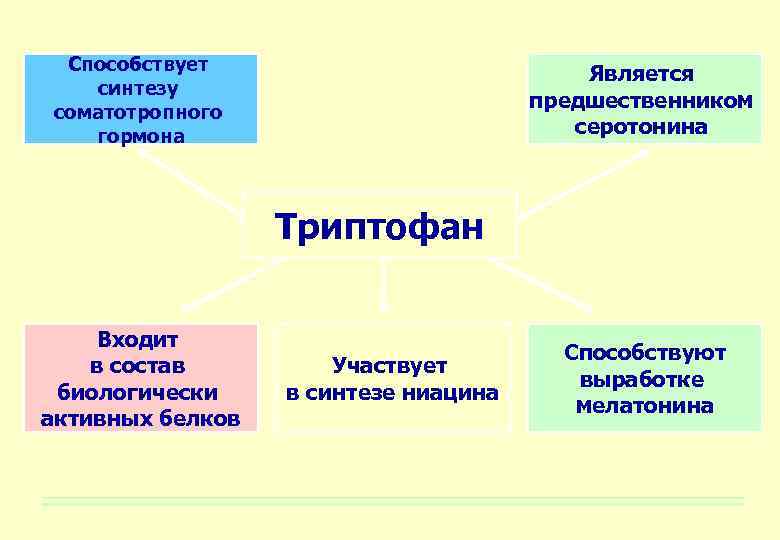 Способствует синтезу соматотропного гормона Является предшественником серотонина Триптофан Входит в состав биологически активных белков