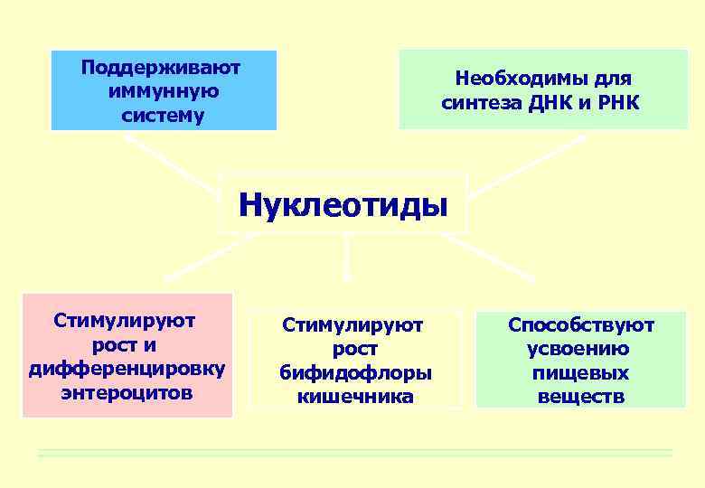 Поддерживают иммунную систему Необходимы для синтеза ДНК и РНК Нуклеотиды Стимулируют рост и дифференцировку