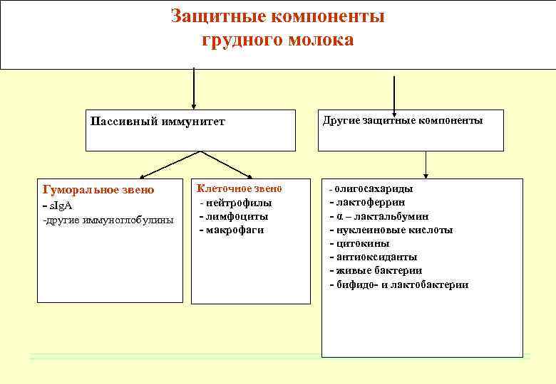 Защитные компоненты грудного молока Пассивный иммунитет Гуморальное звено - s. Ig. A -другие иммуноглобулины