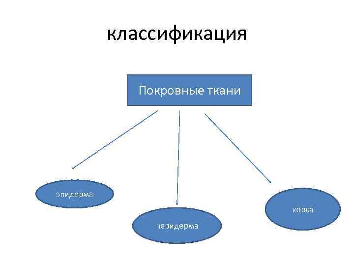 классификация Покровные ткани эпидерма корка перидерма 